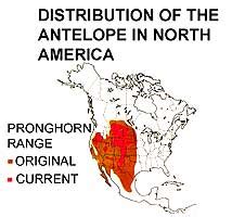 where do antelopes live map.